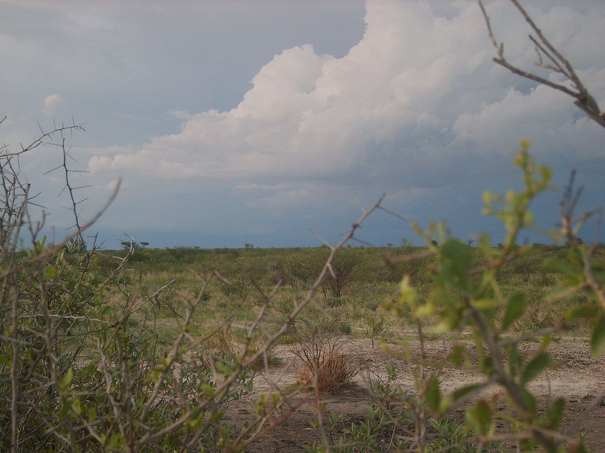 The Central Kalahari