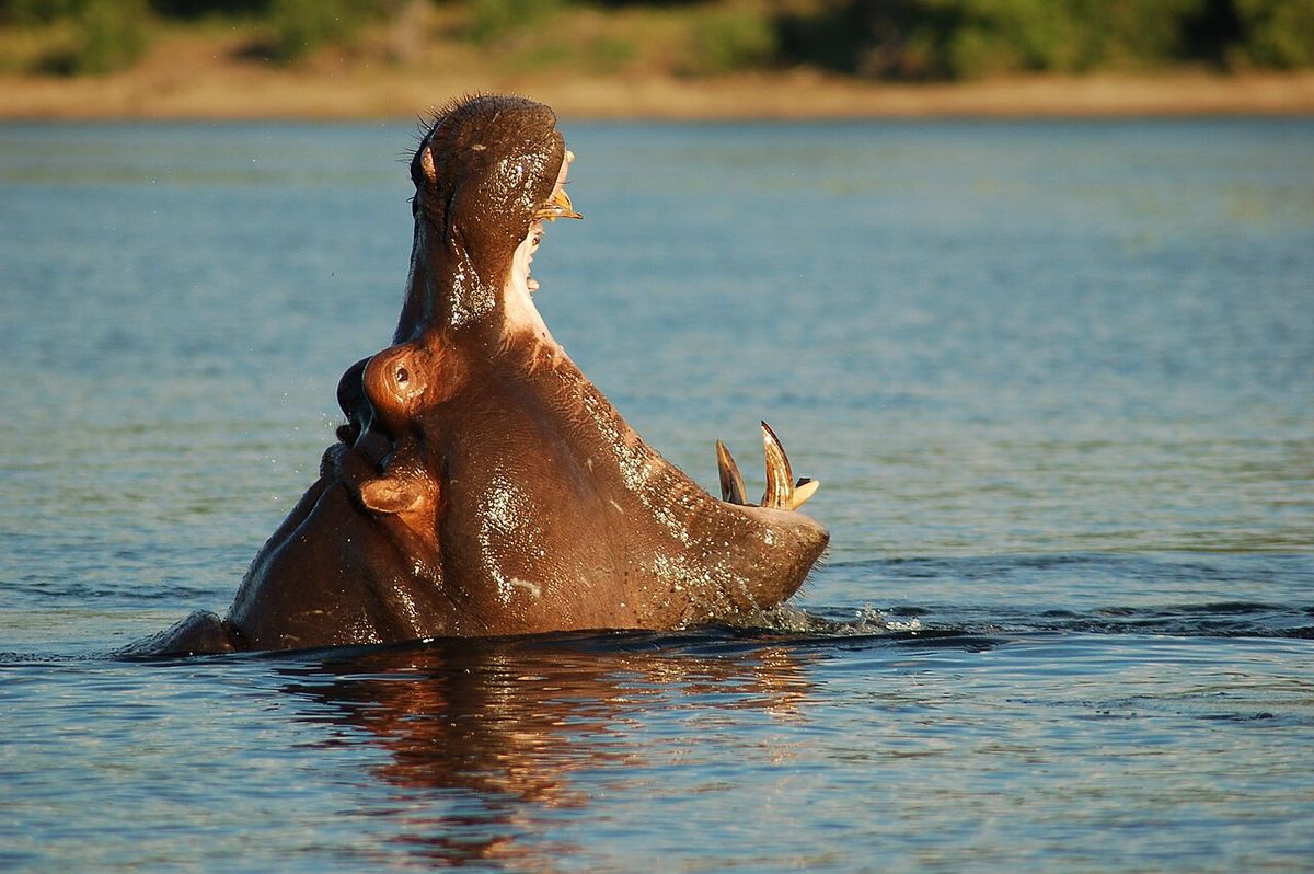 Chobe National Park