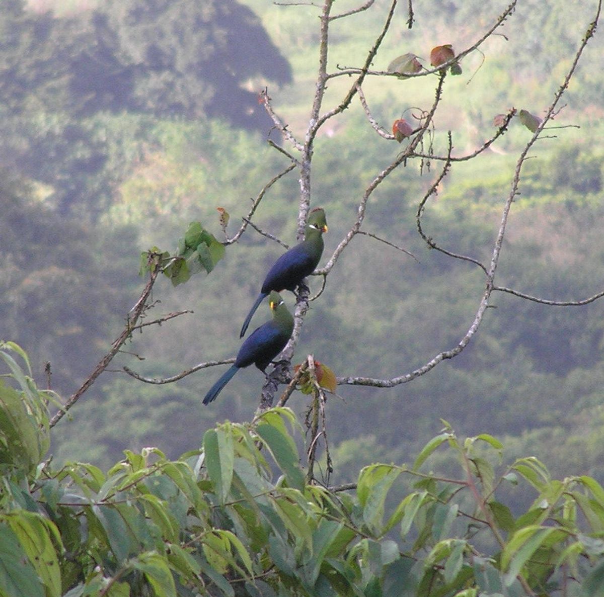 Bioko Island
