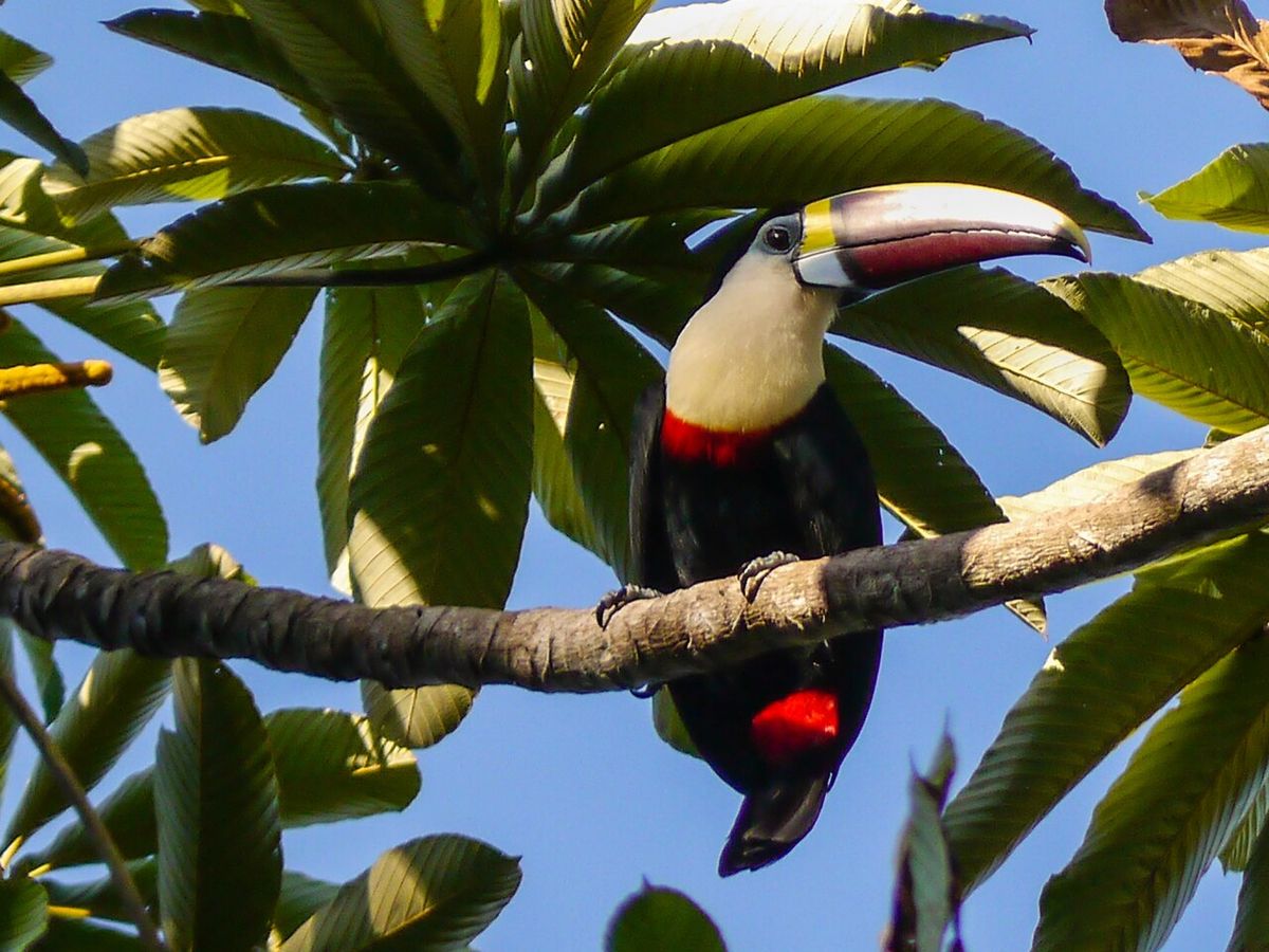 The Iwokrama Rainforest