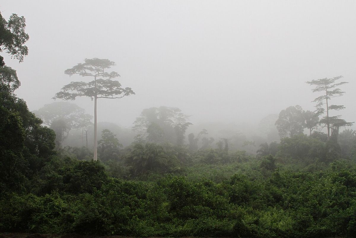 Taï National Park