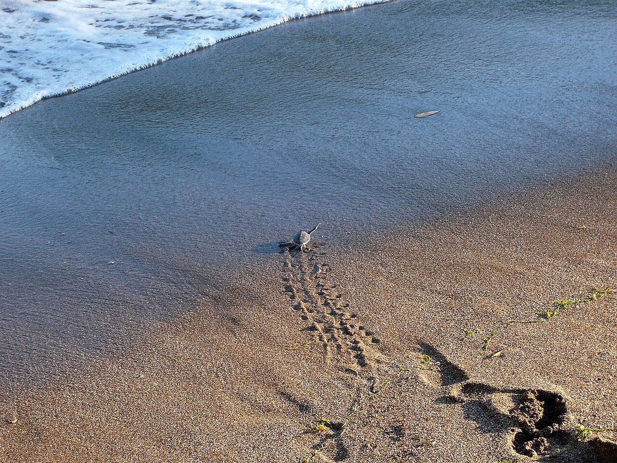 The Sea Turtles of Mayotte
