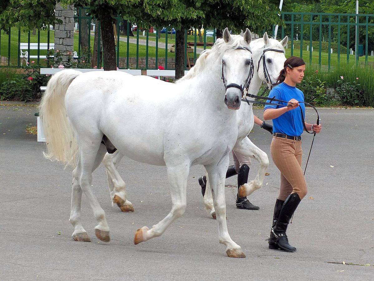 Lipica Stud Farm